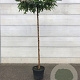 Morus alba 'Fruitless' 10-12 HO container 240 cm stam dakvorm 120