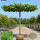 Morus alba 'Fruitless' 20-25 HO draadkluit 230 cm stam dakvorm 150