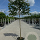 Parrotia persica 10-12 HO container 200 cm stam 150x120 scherm