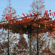 Parrotia persica 12-14 HO container 240 cm stam dakvorm 120
