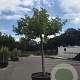 Platanus hispanica 25-30 HO container 300 cm stam dak 6 armen