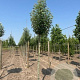 Populus alba 'Raket' 12-14 HO draadkluit