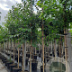 Prunus avium 14-16 HO container