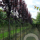 Prunus cer. 'Nigra' 8-10 HO draadkluit