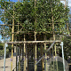 Prunus l. 'Angustifolia' 10-12 HO container 150 cm stam 120x120 scherm