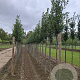 Prunus l. 'Caucasica' 10-12 HO draadkluit