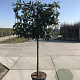 Prunus l. 'Novita' 10-12 HO container 150 cm stam 120x120 scherm