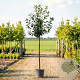 Prunus l. 'Novita' 14-16 HO container 100 cm stam
