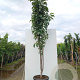 Prunus ser. 'Amanogawa' 12-14 HO container geveerd