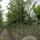 Prunus ser. 'Kanzan' 14-16 HO draadkluit