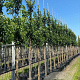 Prunus 'Umineko' 14-16 HO container