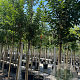 Prunus 'Umineko' 14-16 HO container