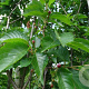 Prunus 'Umineko' 14-16 HO container