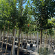 Prunus 'Umineko' 14-16 HO container