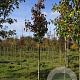 Pyrus calleryana 'Chanticleer' 12-14 HO draadkluit