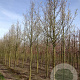 Pyrus calleryana 'Chanticleer' 20-25 HO draadkluit