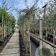 Pyrus salicifolia 'Pendula' 6-8 HO container