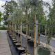 Pyrus salicifolia 'Pendula' 8-10 HO container