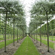 Pyrus salicifolia 'Pendula' 8-10 HO container 240 cm stam dakvorm 120