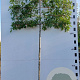 Quercus palustris 12-14 HO container 200 cm stam 150x120 scherm