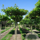 Quercus palustris 12-14 HO draadkluit 240 cm stam dakvorm 120
