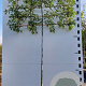 Quercus palustris 16-18 HO container 200 cm stam 150x120 scherm