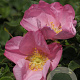 Rosa (R) Dagmar Hastrup GM C1.5 eigen wortel