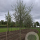 Salix alba 25-30 HO draadkluit