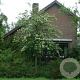 Sorbus aucuparia 8-10 HO container
