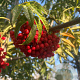 Sorbus 'Dodong' 12-14 HO container