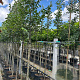 Tilia cordata 12-14 HO container