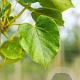 Tilia europaea 'Euchlora' 10-12 HO draadkluit