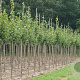 Tilia europaea 'Pallida' 12-14 HO draadkluit