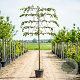 Tilia europaea 'Pallida' 14-16 HO container 150 cm stam 5 etages