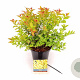 Spiraea jap. 'Firelight' 25-30 cm 3,0L