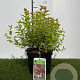 Spiraea jap. 'Firelight' 25-30 cm 3,0L