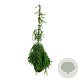 Tsuga can. 'Pendula' 100-125 cm 15L
