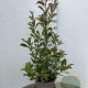 Photinia fraseri 'Red Robin' 80-100 cm 10L