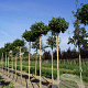 Acer campestre 'Nanum' 8-10 HO draadkluit 220 cm stam