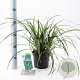 Carex morrowii 'Irish Green' 20-25 cm 2,0L