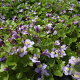 Cymbalaria muralis GM P9