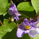 Cymbalaria muralis GM P9