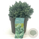 Juniperus squamata 'Blue Star' 15-20 cm 2,0L
