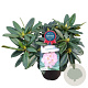 Rhododendron 'Brigitte' 30-40 cm 5,0L struik