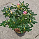 Rhododendron 'Cheer' 30-40 cm 5,0L struik