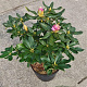 Rhododendron 'Cheer' 30-40 cm 5,0L struik