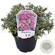Rhododendron 'Frosthexe' 25-30 cm 3,5L