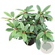 Rhododendron 'Hans Hachmann' 30-40 cm 5,0L struik