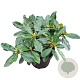 Rhododendron Hachmann's Picobello 30-40 cm 5,0L struik