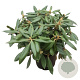 Rhododendron (Y) 'Kalinka' 30 cm 5,0L